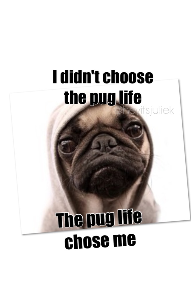 I didn't choose 
the pug life