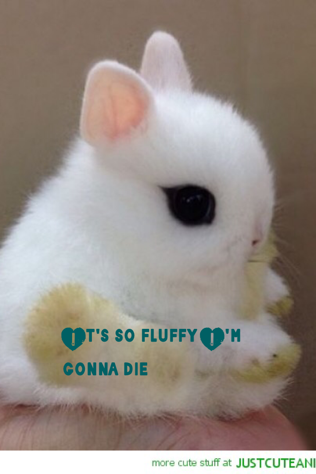 It's so fluffy I'm gonna die