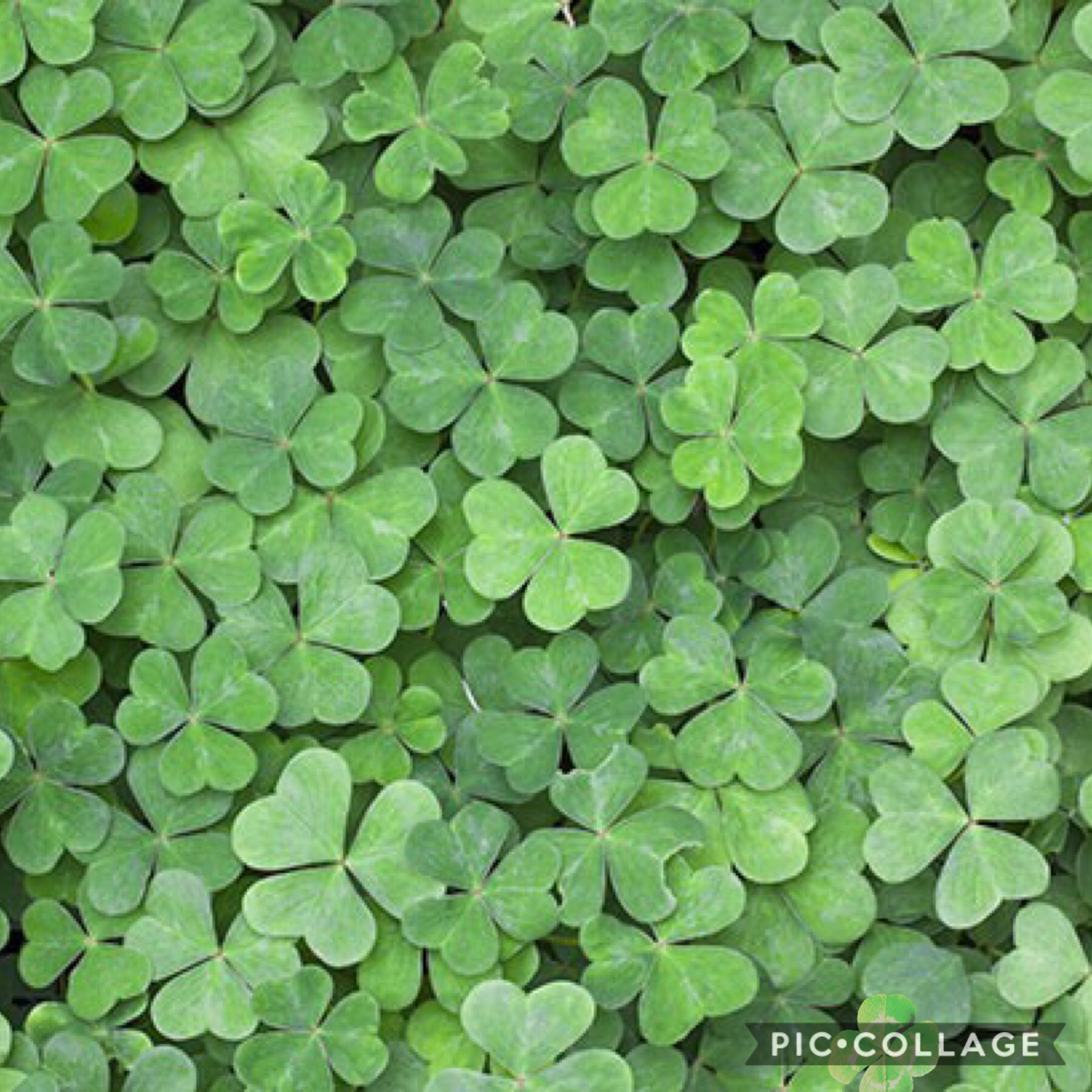 Find the four leaf clover comment if you found it NO CHEATING!