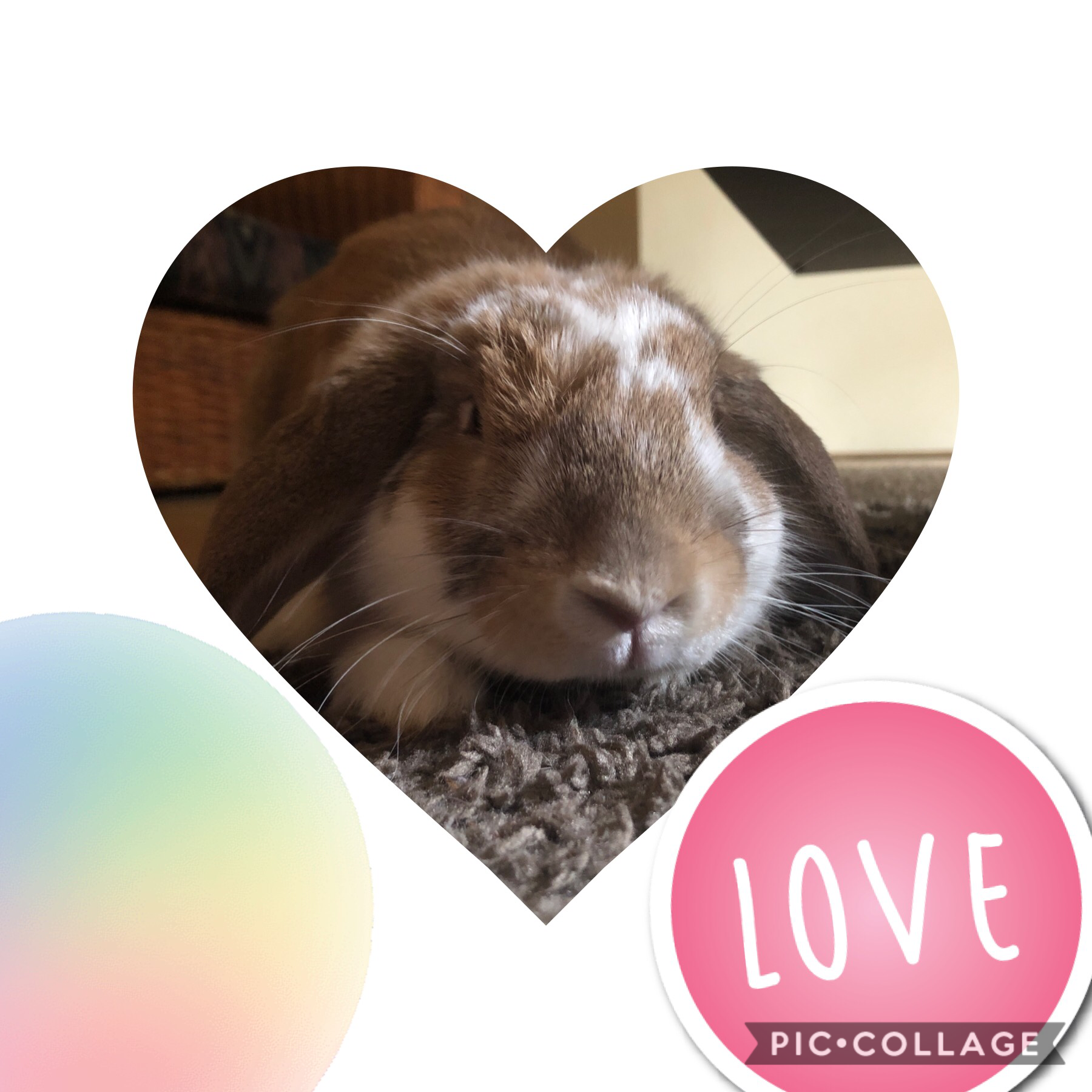 Love my rabbit