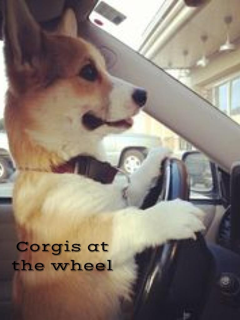 Corgis at the wheel
