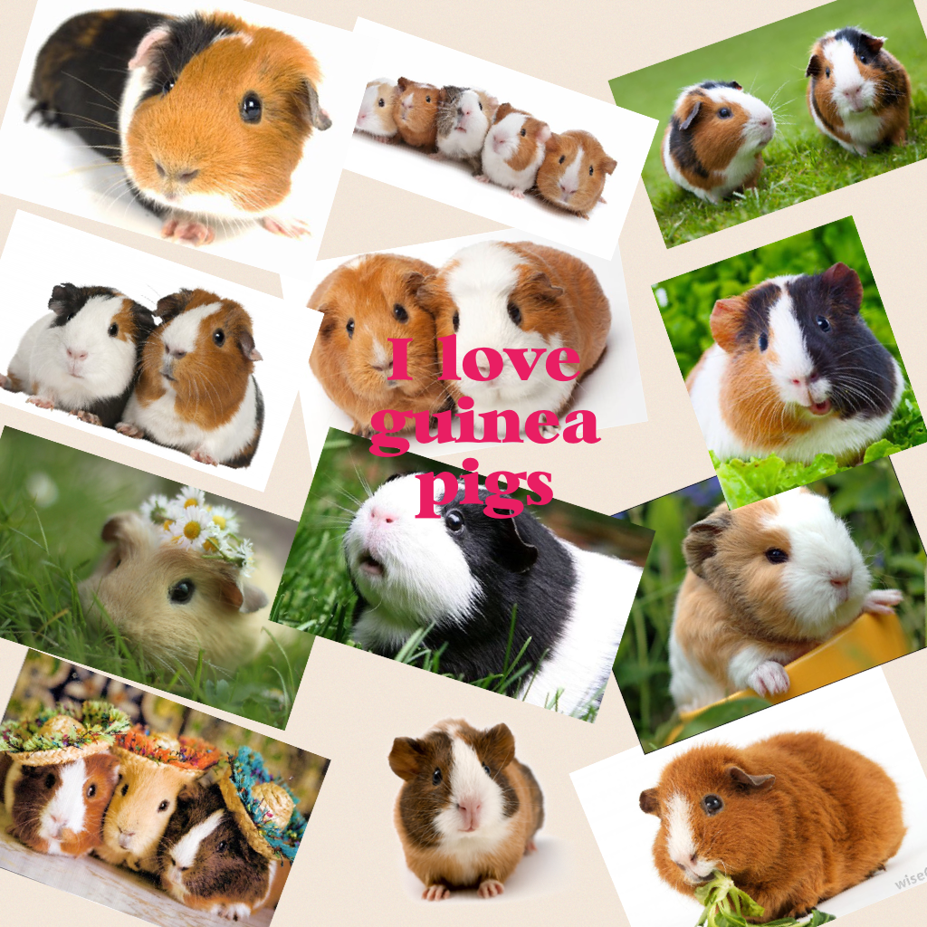 I love guinea pigs!