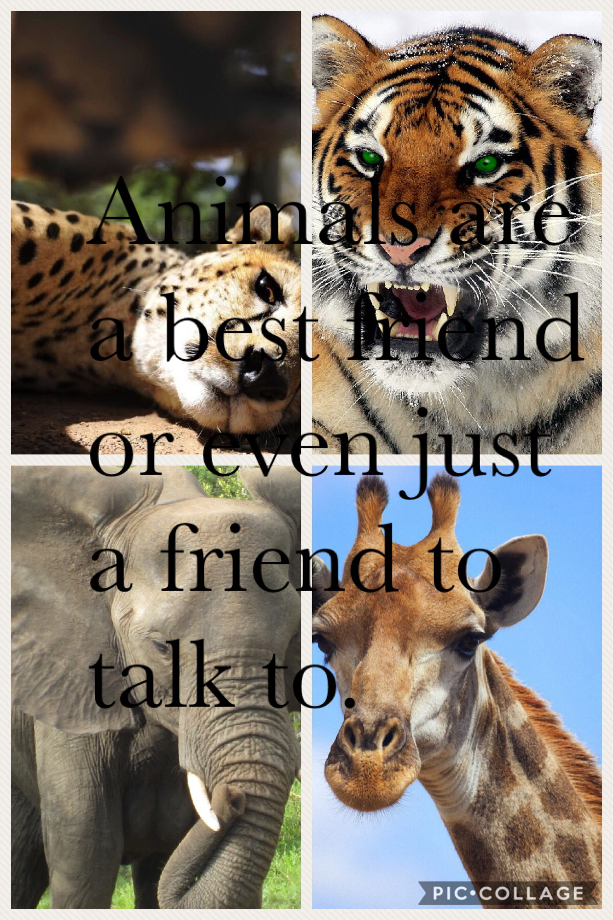 Animals all from the zoo. They can all be friends they are there for you to talk to you. 