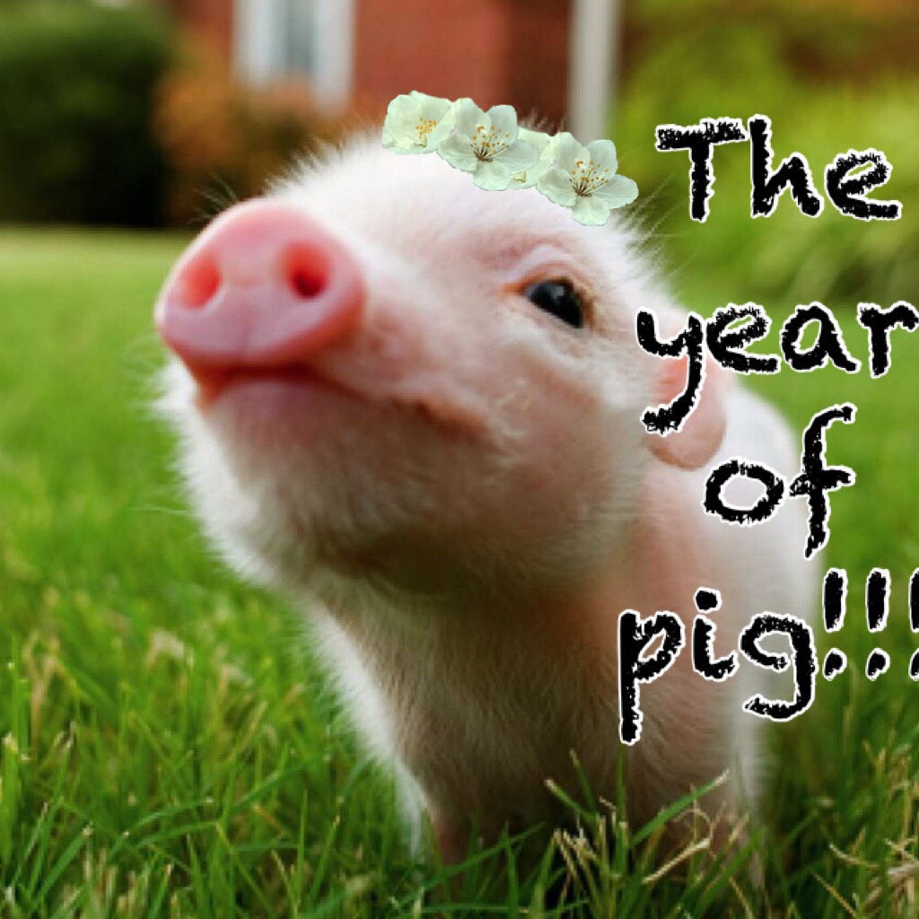 The year of pig!!!