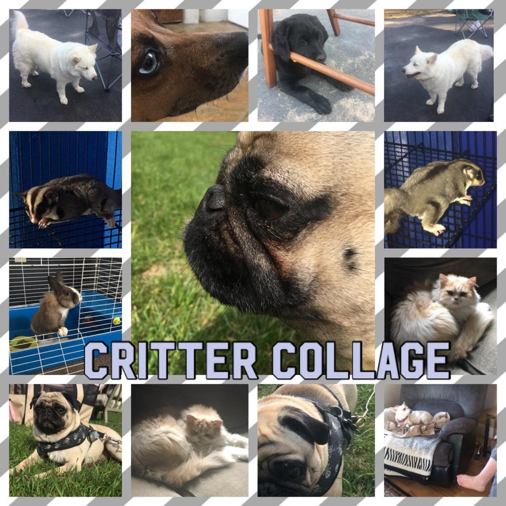 CRITTER COLLAGE (I live on a farm)