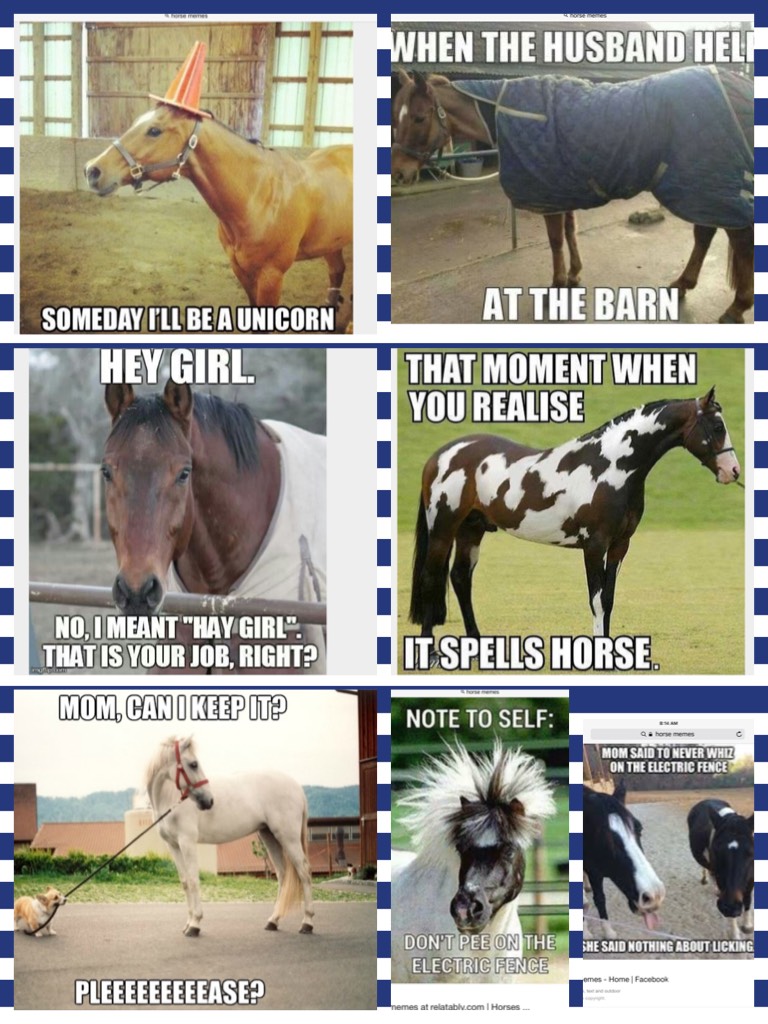 My horses os think this