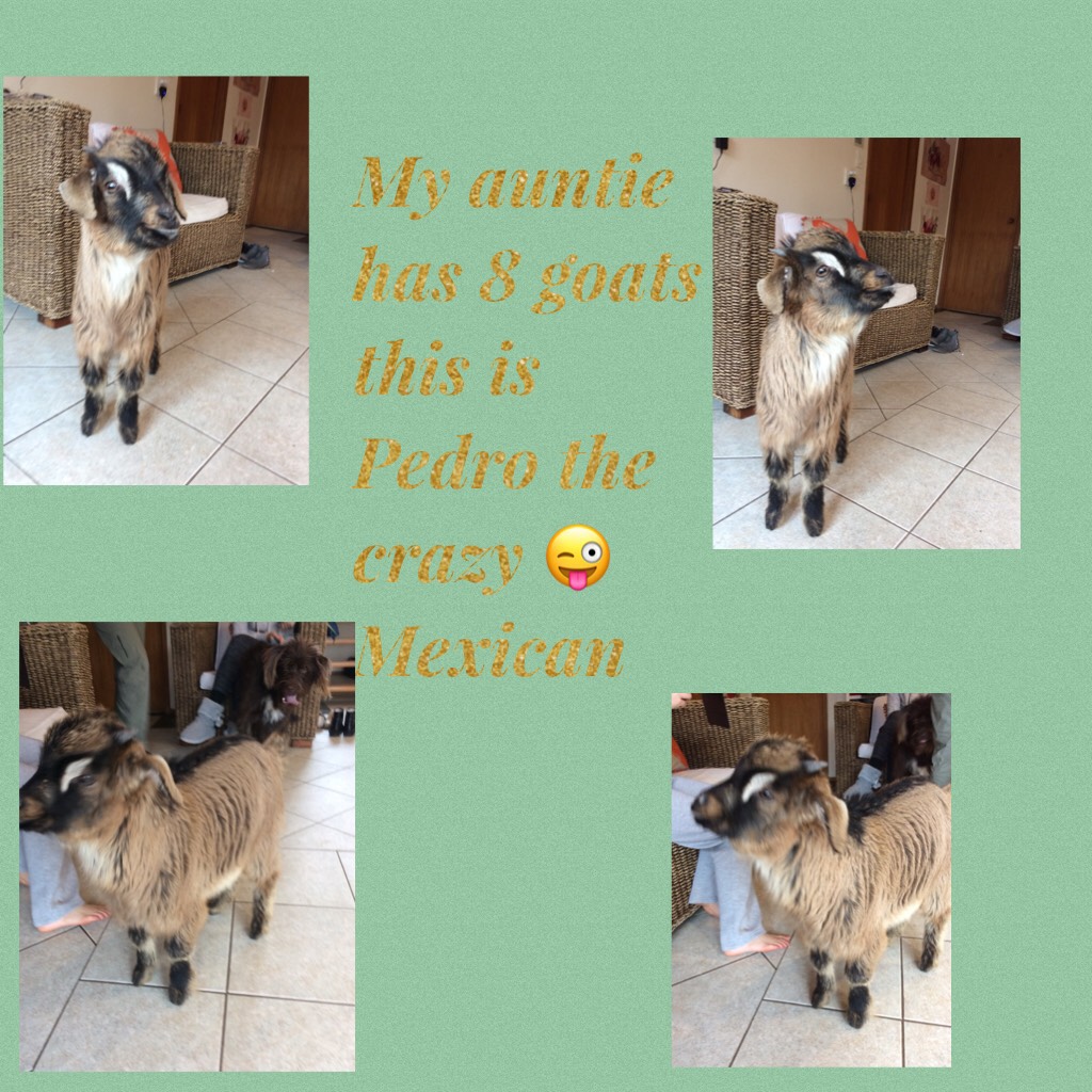 My auntie has 8 goats this is Pedro the crazy 😜 Mexican 