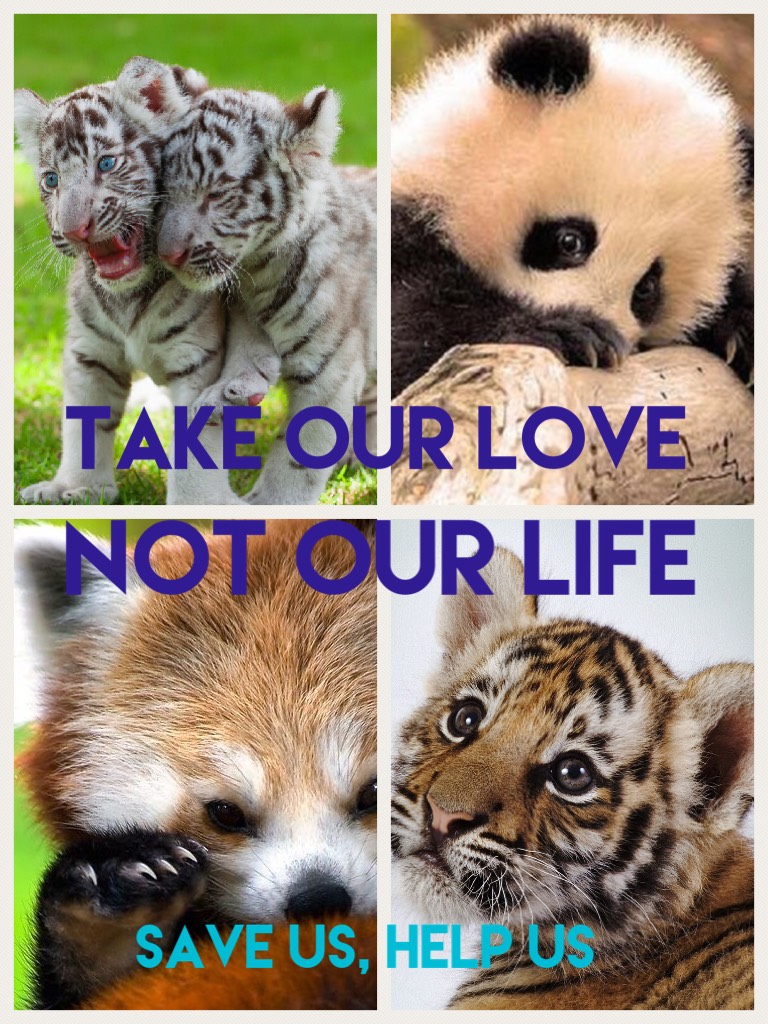 Save these adorable animals. And comment and like plz