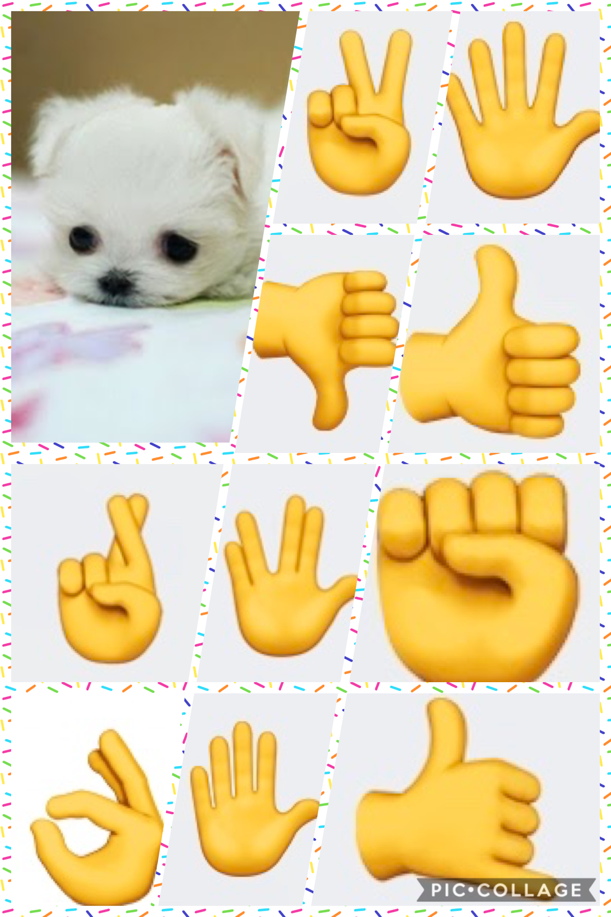 I love hand signs and cute tiny dogs!