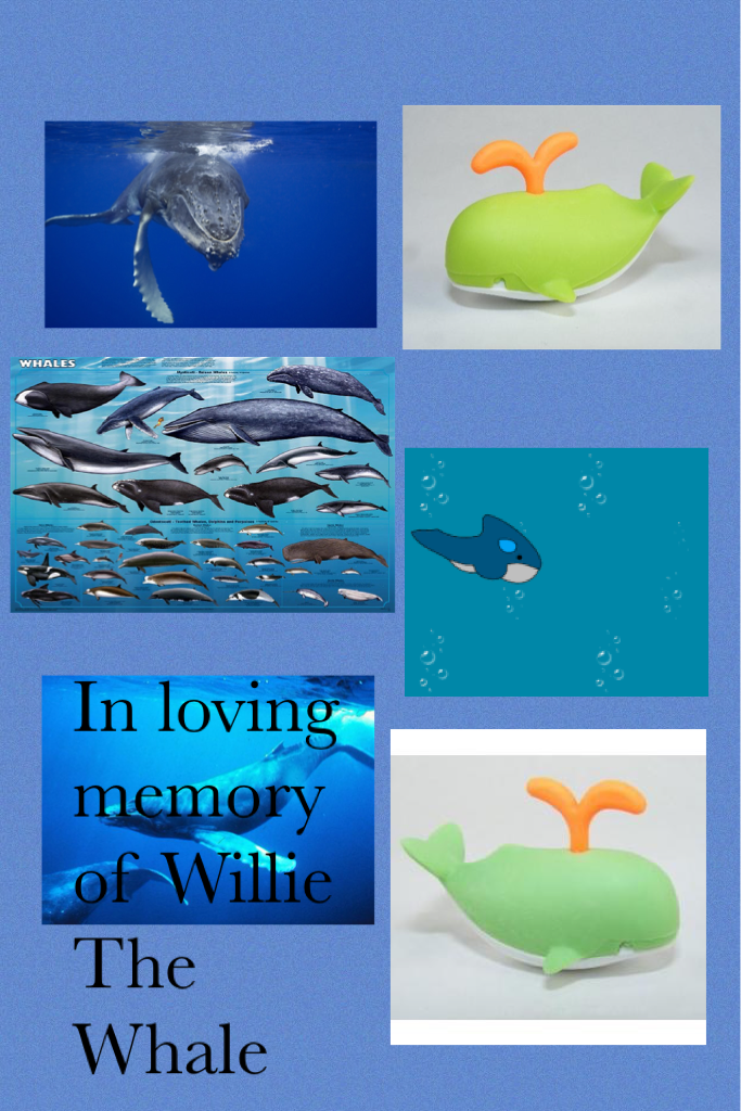 In loving memory of Willie The Whale (The Eraser) he was accidentaly ripped in pieces remix if you have a whale eraser
