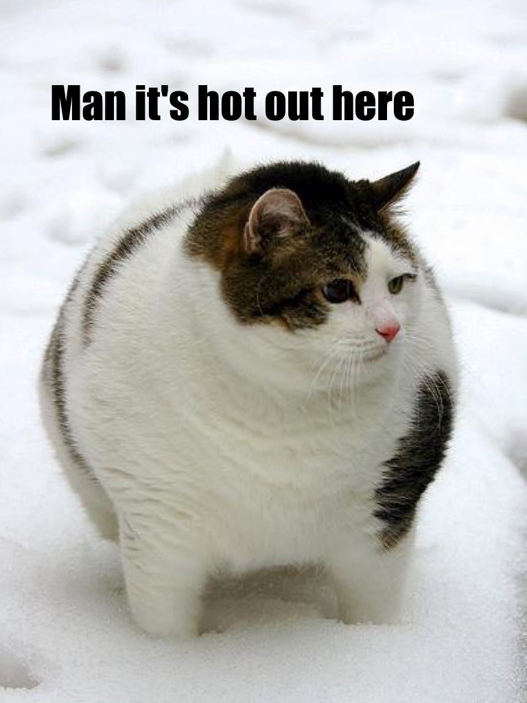LoL fat cats are so cuite