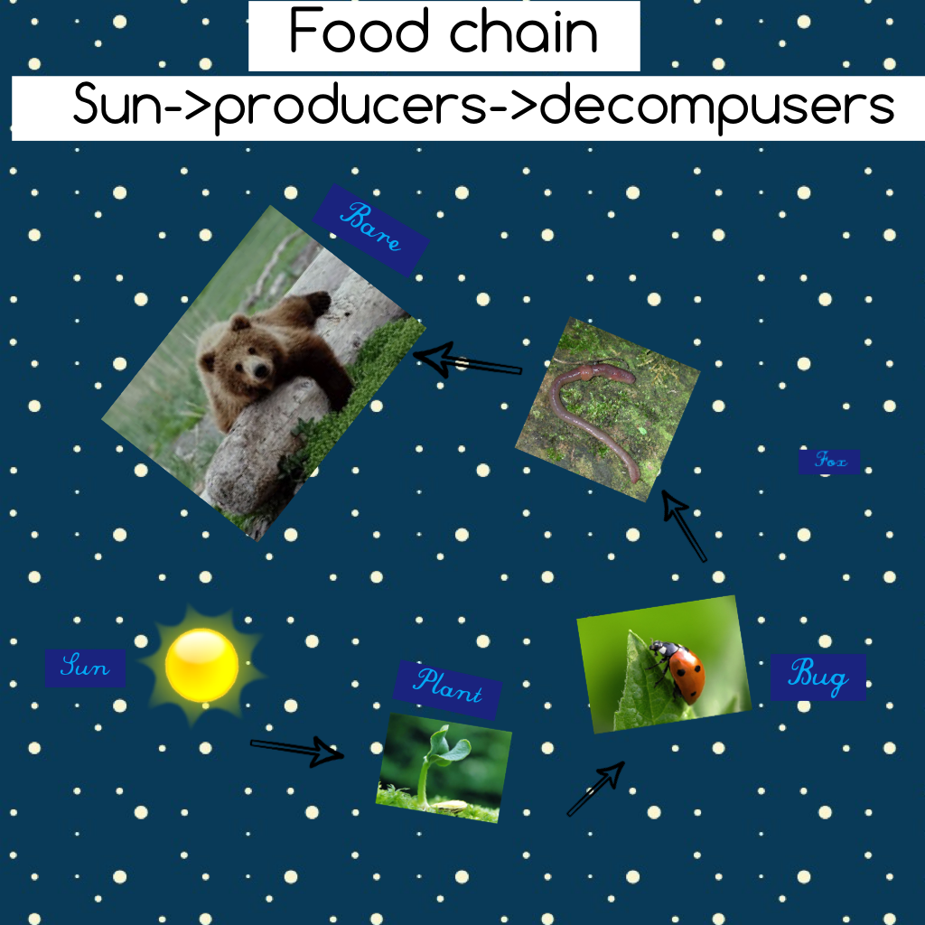 Food chain 