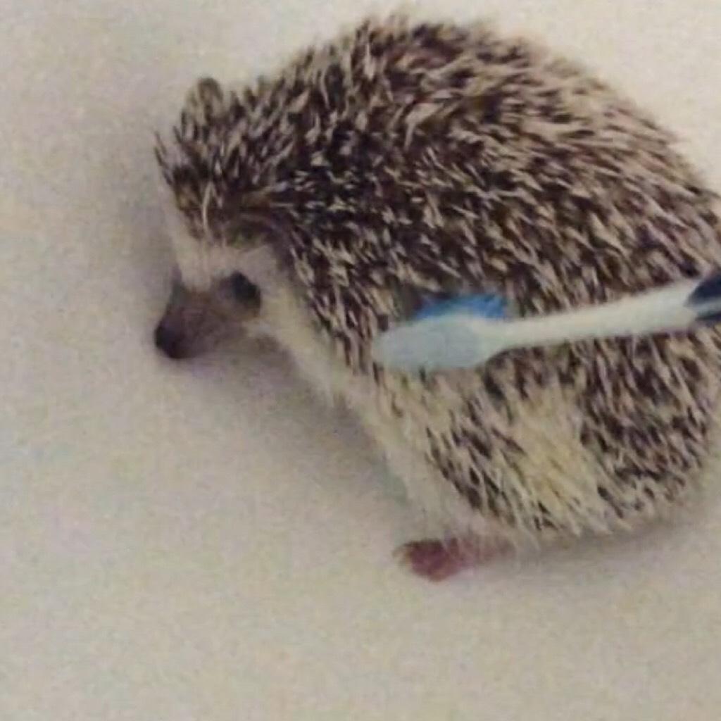 Trying to bathe my hedgehog 