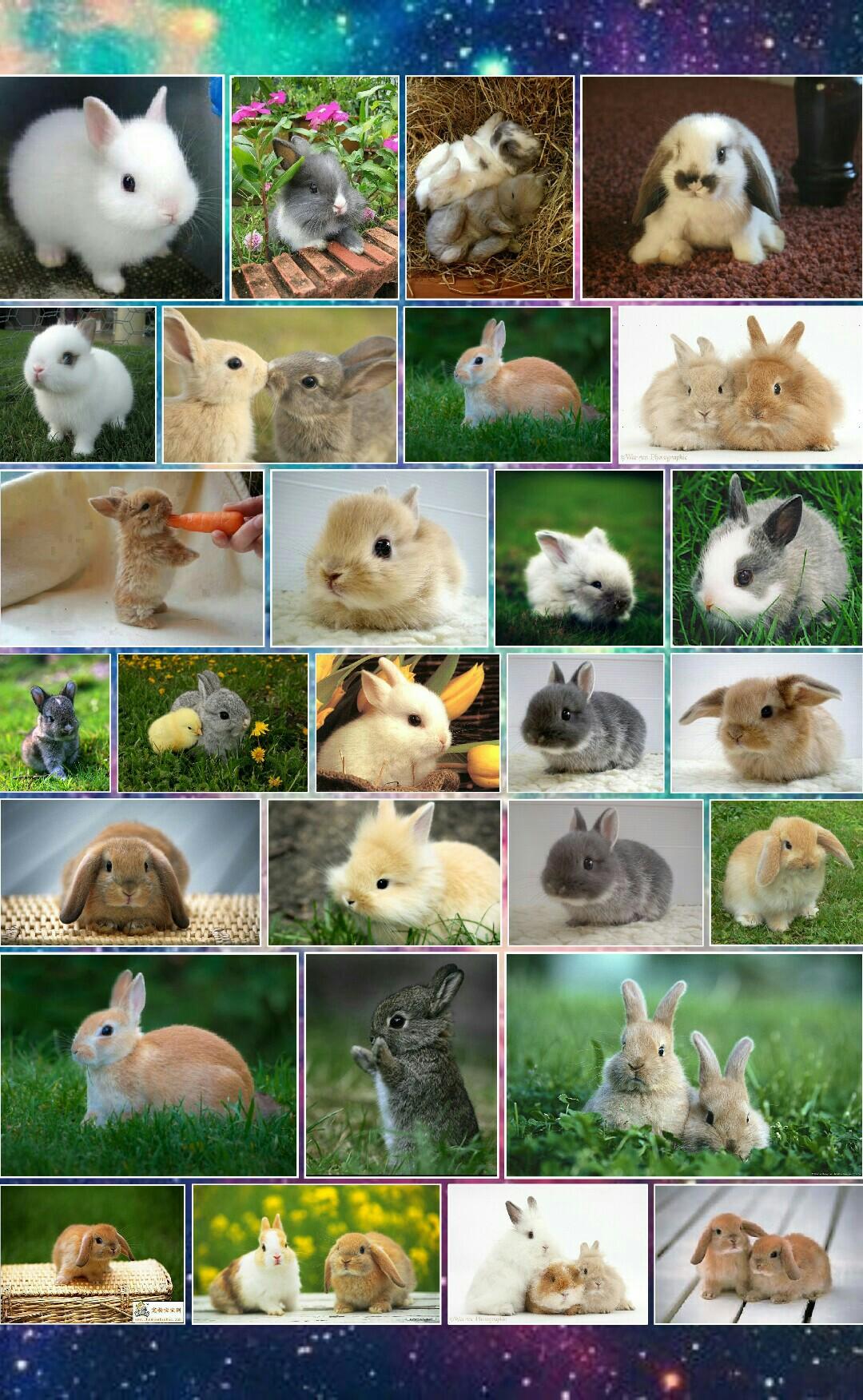 I "bun" you, bunnies!