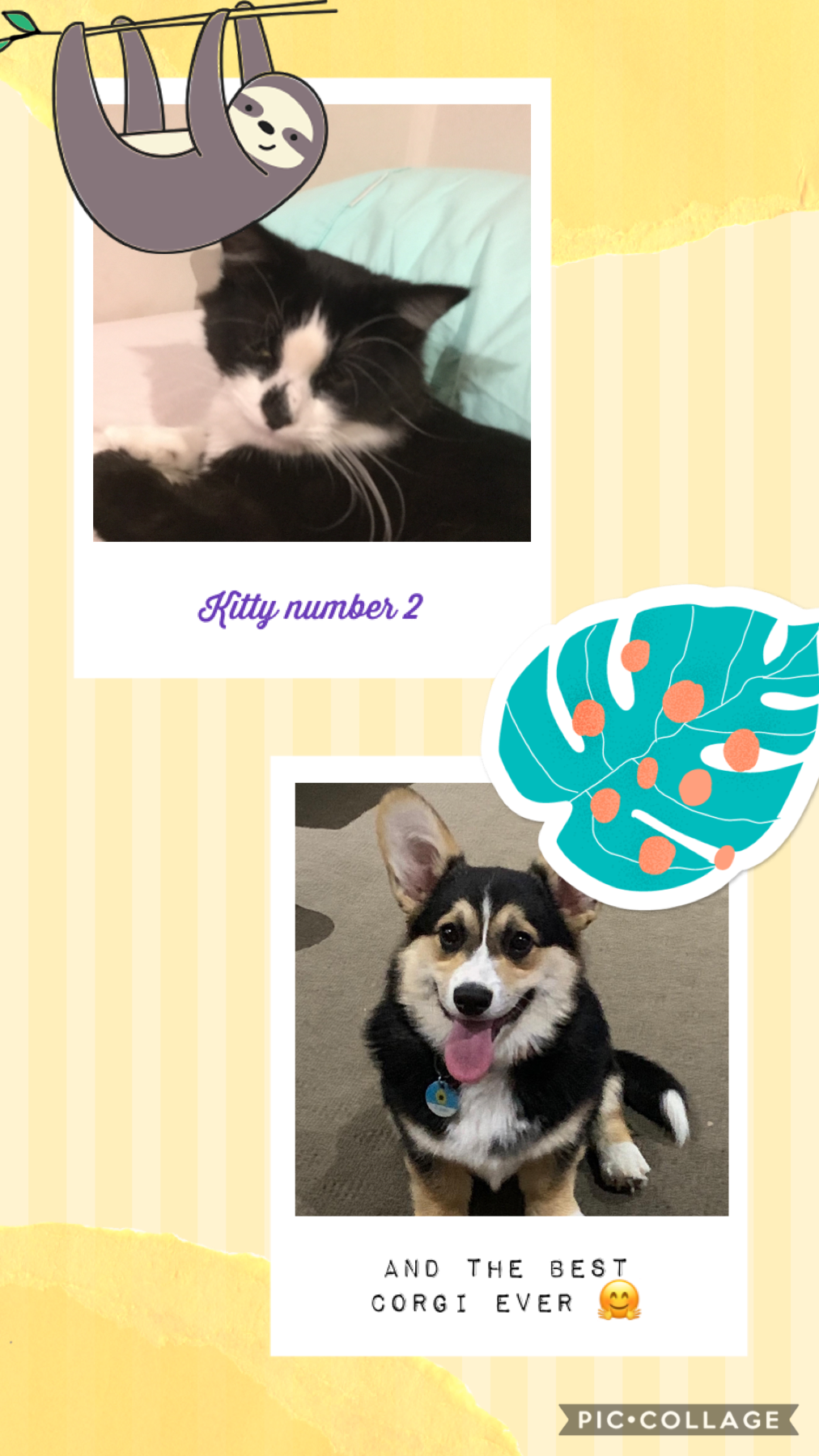 Today we have the corgi snd the kitty enjoy 
If we get 5 followers I’ll give an age reveal