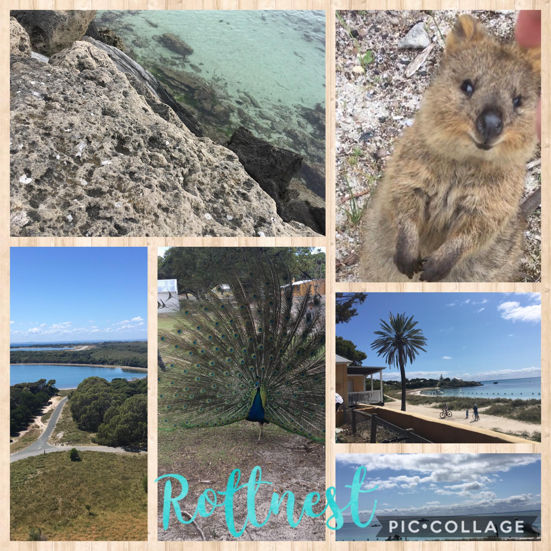 I went to Rottnest and it was a lot of fun, so much quokkas and the beaches were so pretty and relaxing
Like and follow me pls nit to sound desperate or anything 😂😂😂