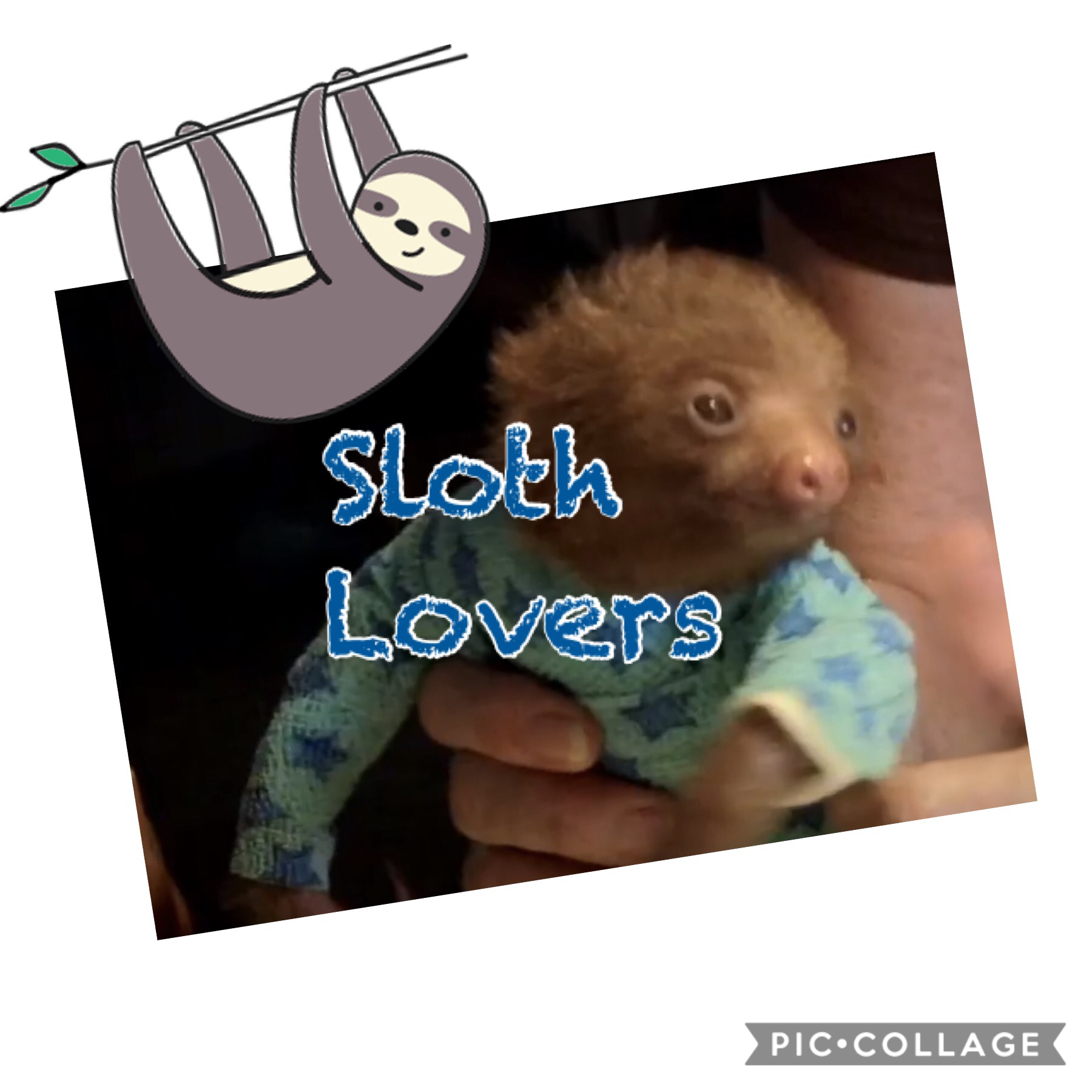 Sloth lover join my squad 