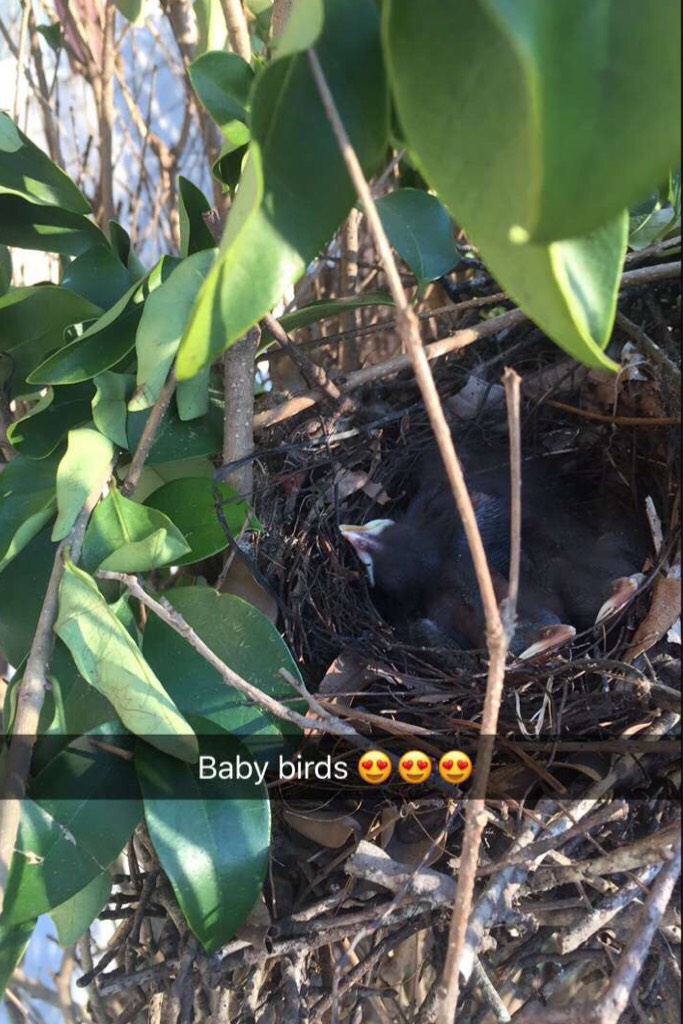 Saw some baby birds today. 🐦🐦🐦