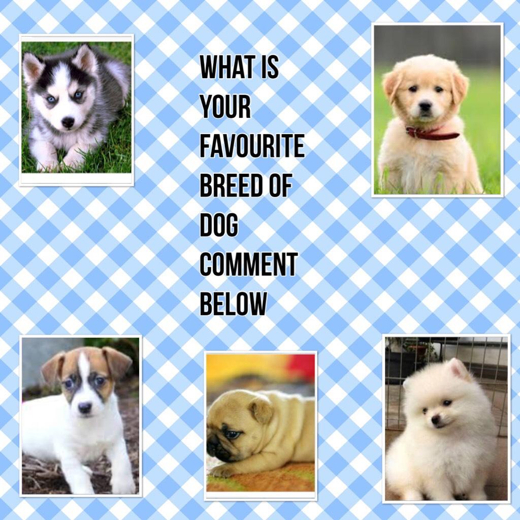 What is your favourite breed of dog comment below