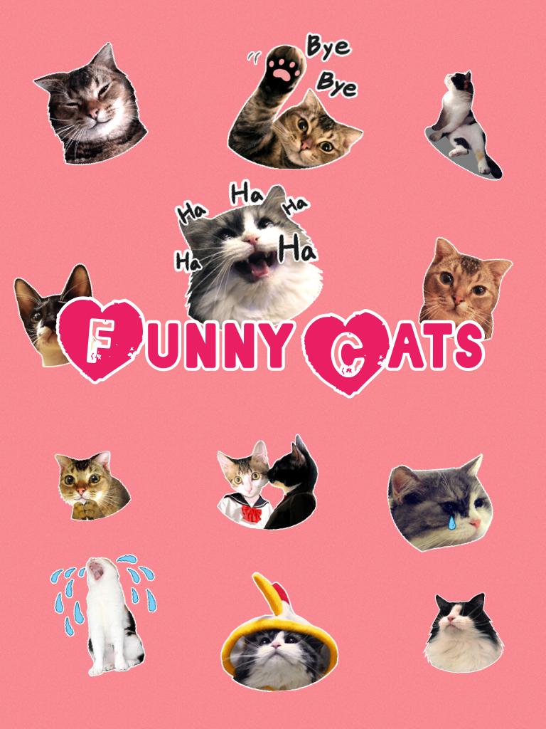 Funny Cats!!!