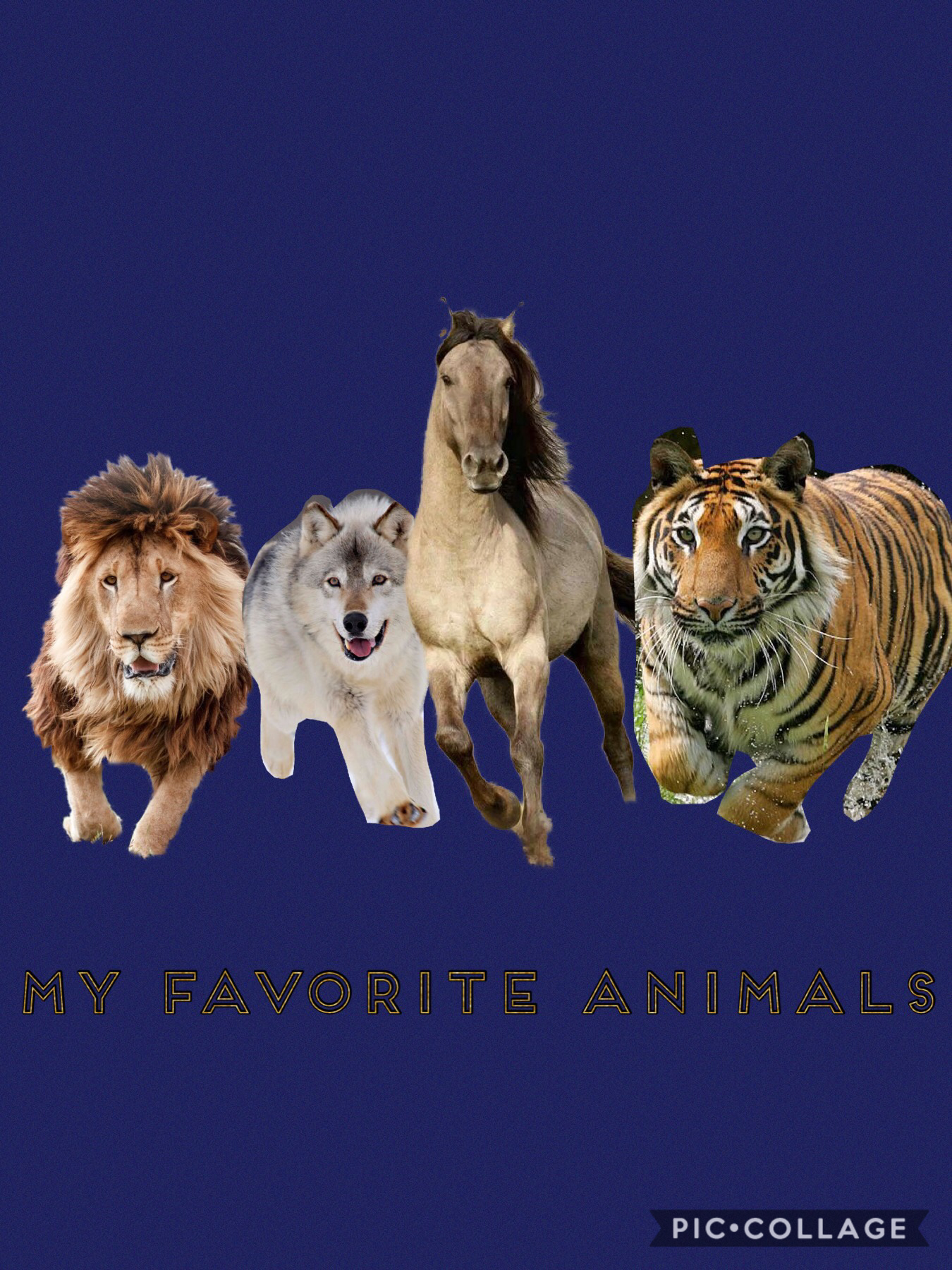 My favorite animals, but my very favorite in the wolf.