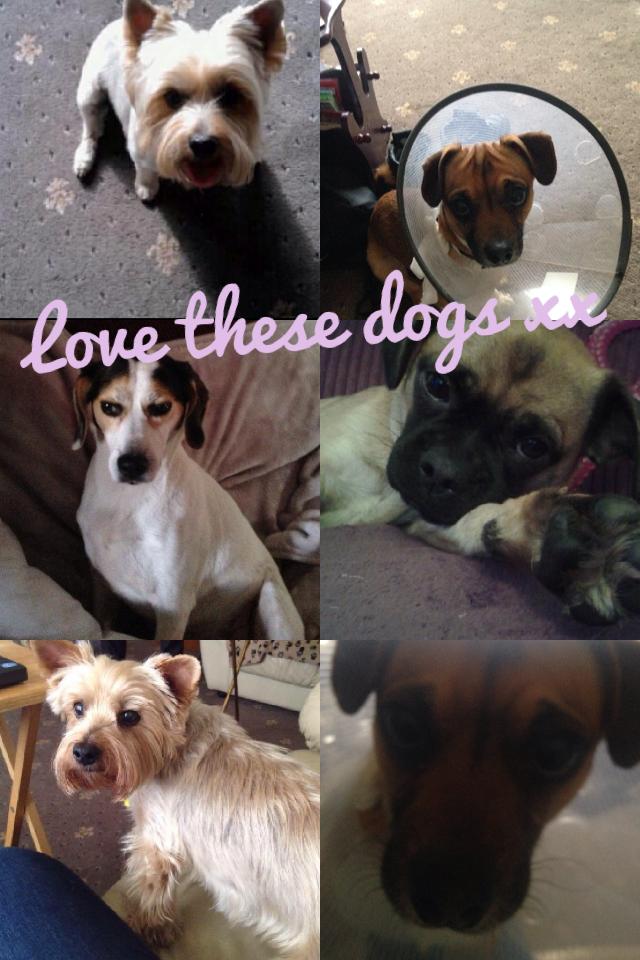 Love these dogs xx