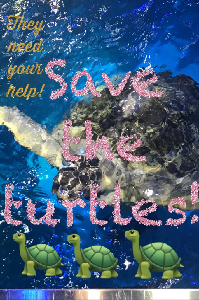 Save The Turtles!❤️🐢