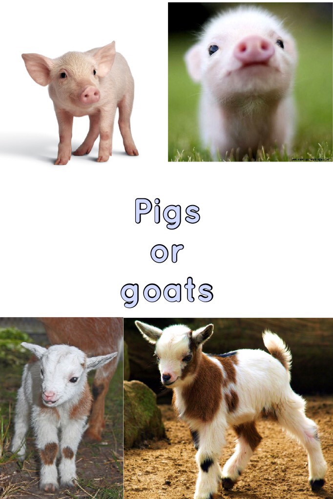 Pigs or goats