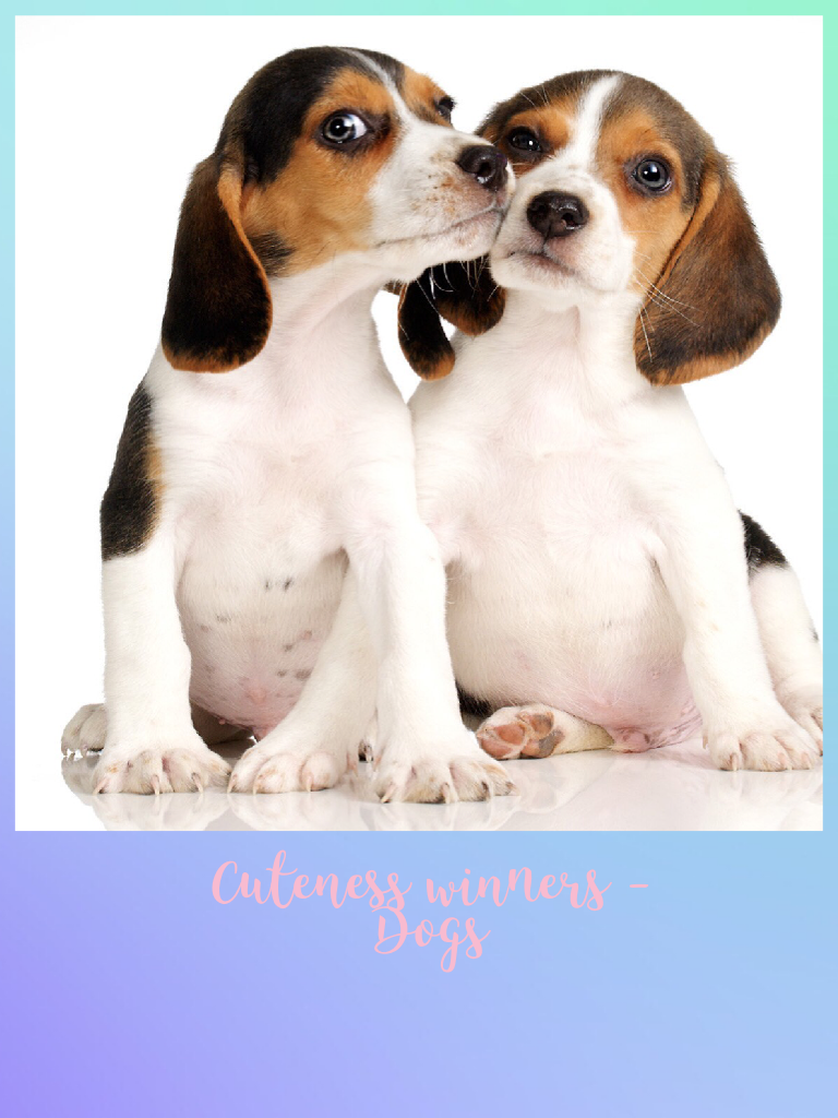 Cuteness winners -
Dogs
