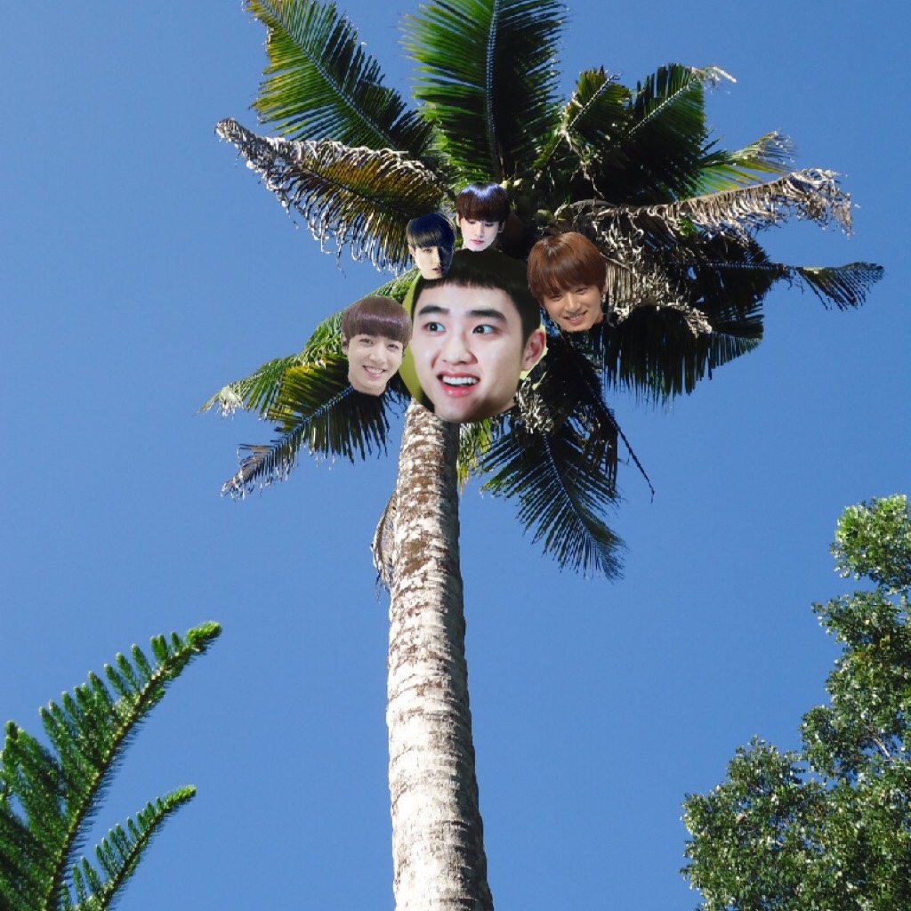 My beautiful coconut tree 🥥