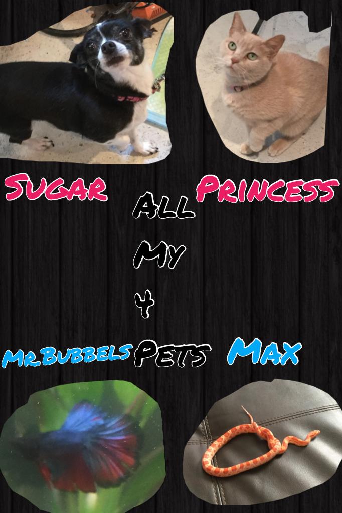 Theses are my pets!what pets do you have?if you have none what pets would you like?if you have any questions please ask:)