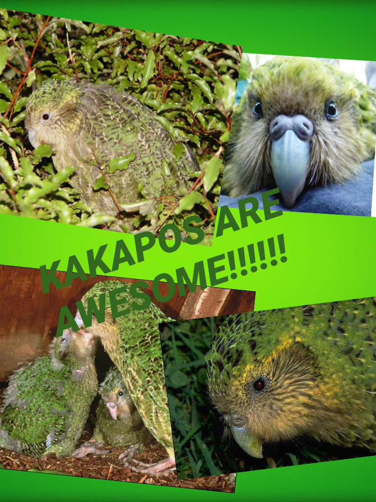 Search stuff about Kakapos. 