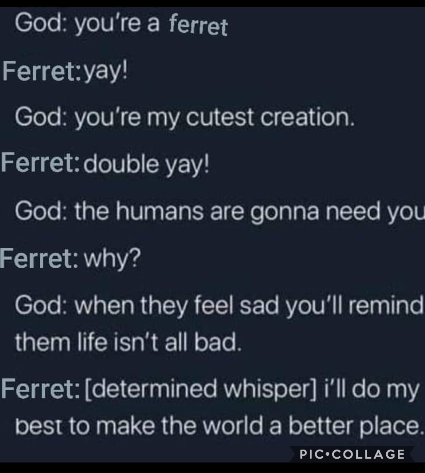 I love my ferret