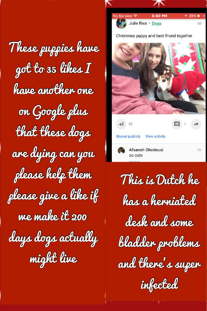 These puppies have got to 35 likes I have another one on Google plus that these dogs are dying can you please help them please give a like if we make it 200 days dogs actually might live