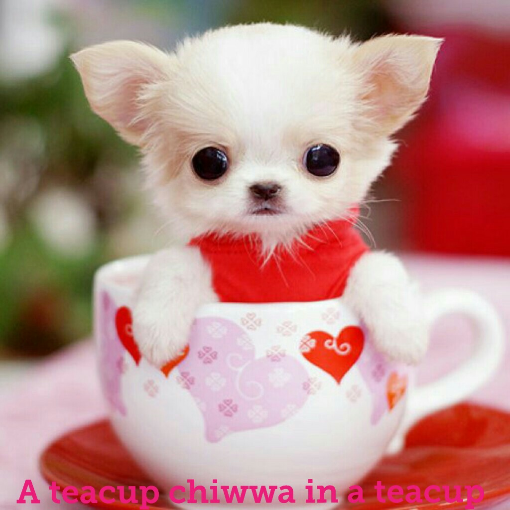 A teacup chiwwa in a teacup