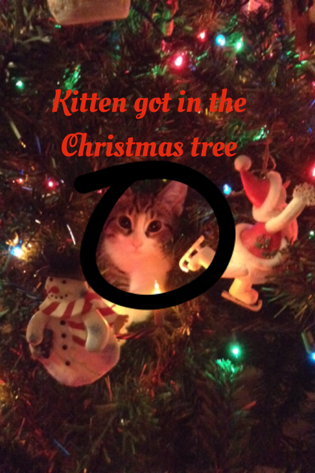Kitten got in the Christmas tree
