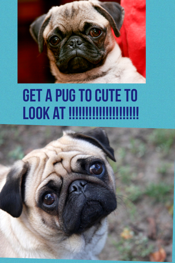 Get a pug to cute to look at !!!!!!!!!!!!!!!!!!!!!