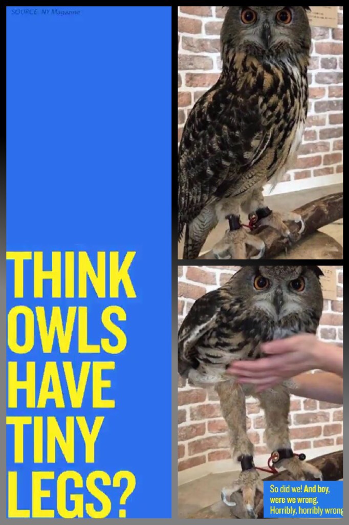 🦉tap🦉
🦉the more you know🦉