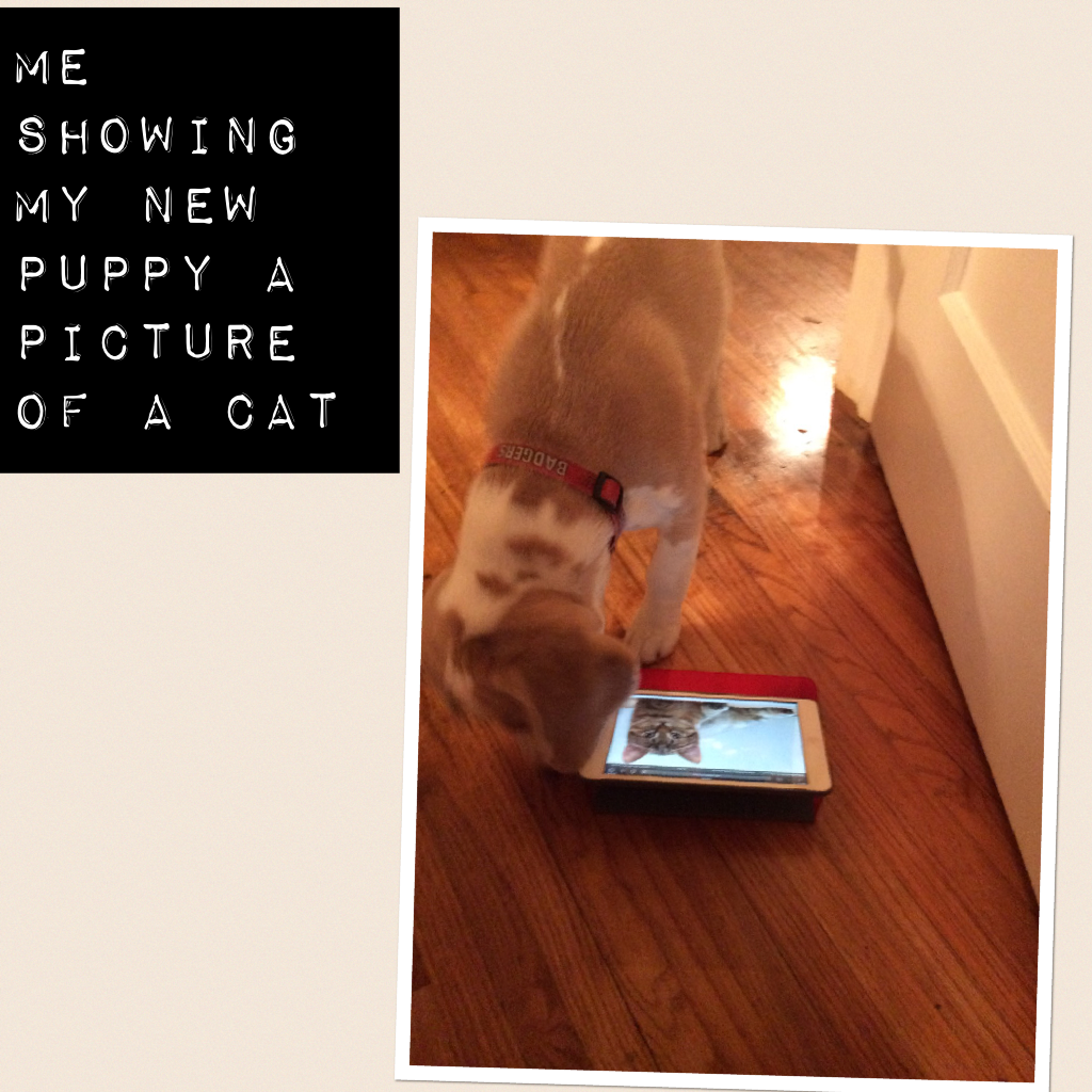 Me showing my new puppy a picture of a cat