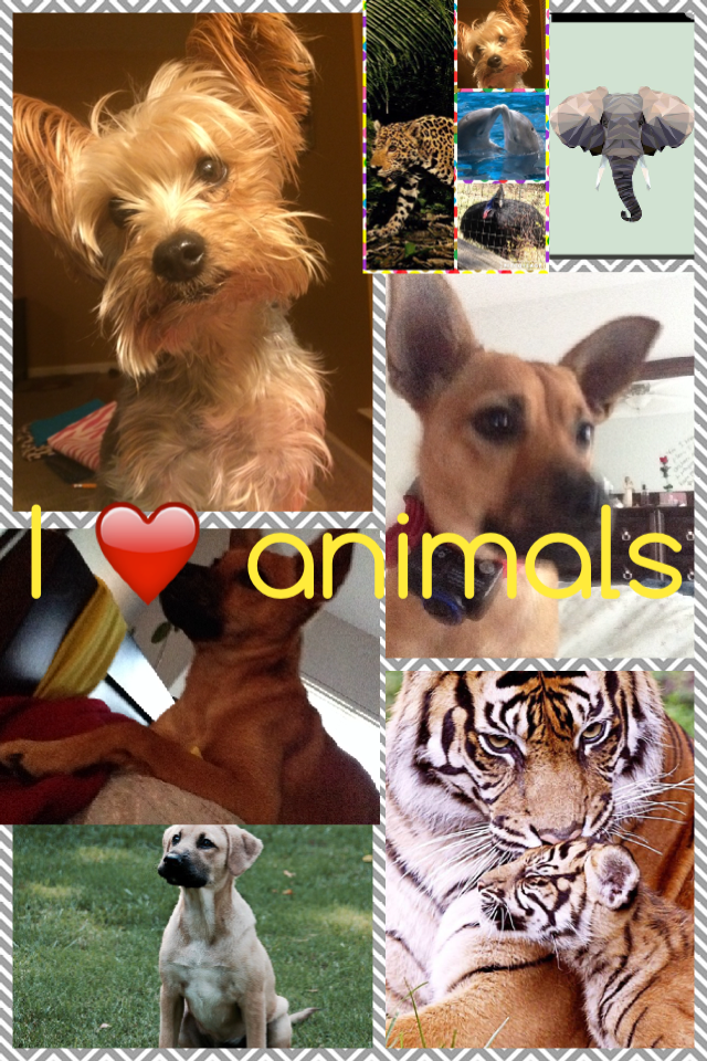 I ❤️ animals