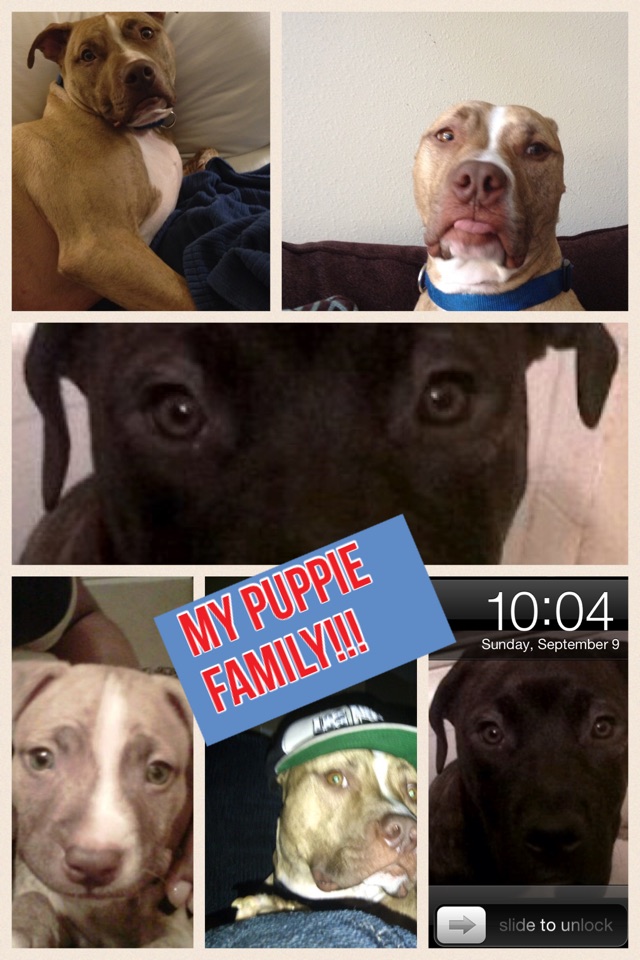 My puppy family