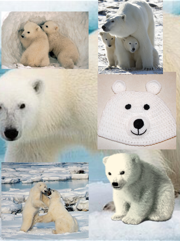 Polar 
Bears 
Rules