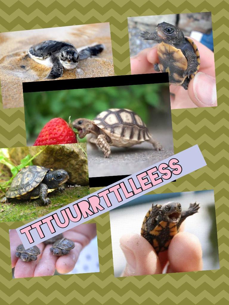 These turtles are so cute❤️❤️❤️❤️❤️❤️