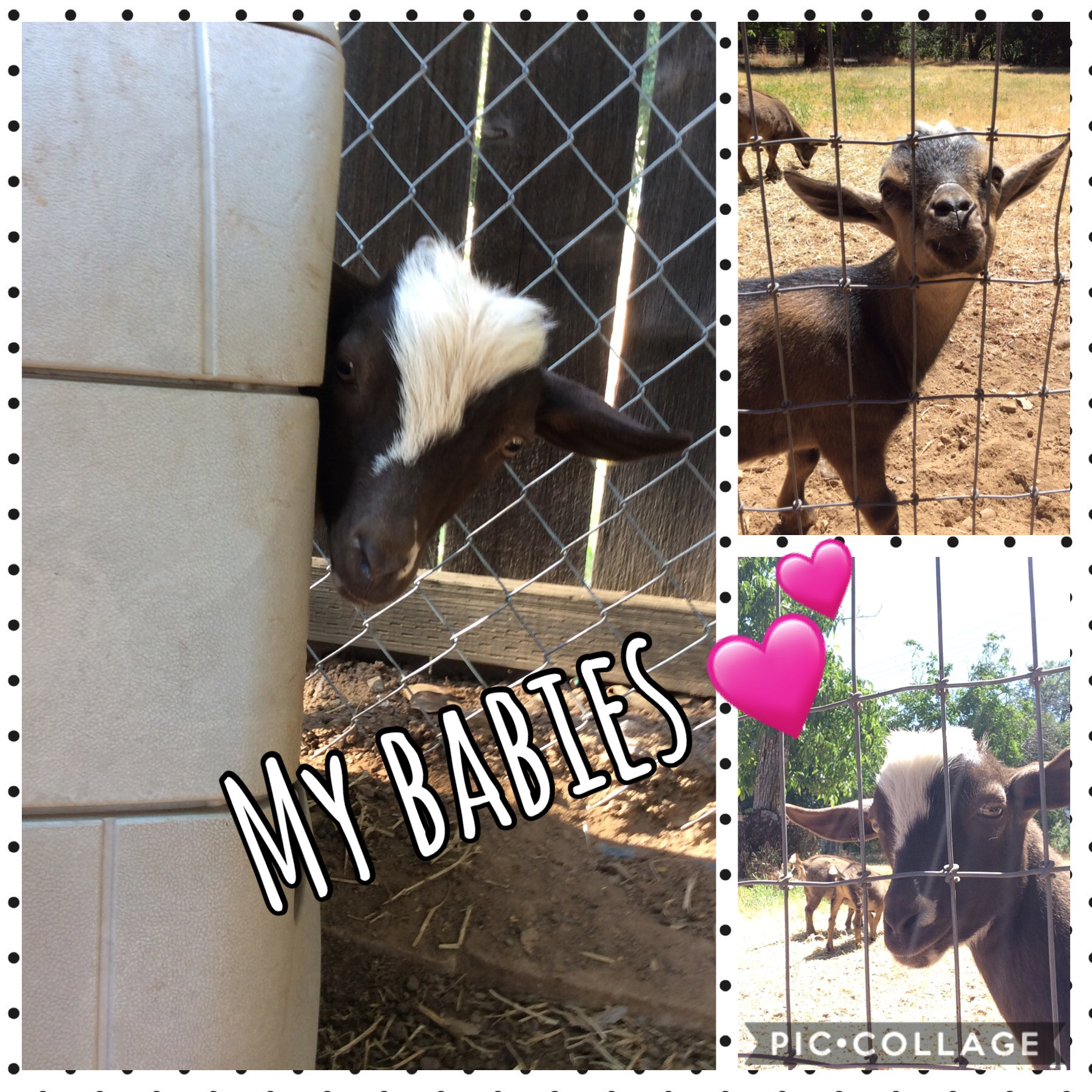 My little goatiess, there about two now, this was when they were babiesss ❤️🐐