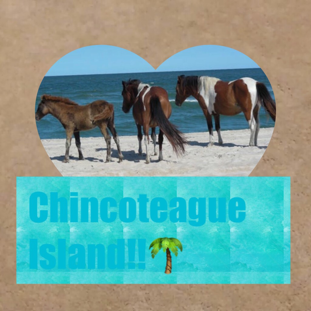 Chincoteague Island! 🐴 🌊 on my birthday 🎉!!!!! Can't wait!!
