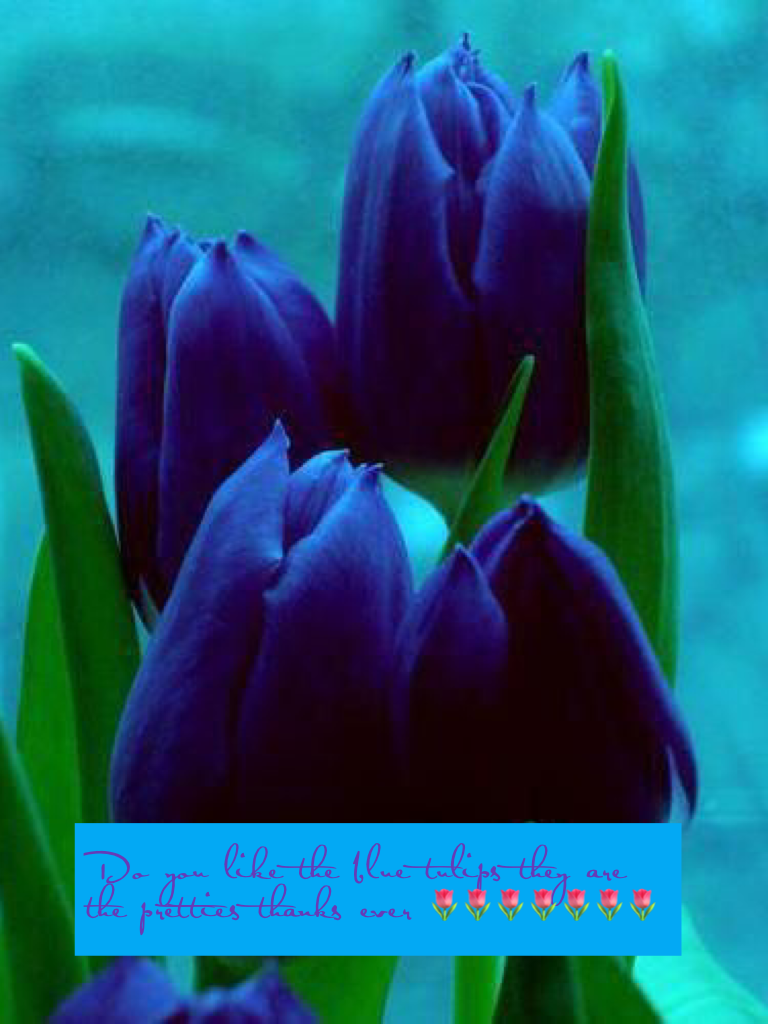 Do you like the blue tulips they are the pretties thanks ever 🌷🌷🌷🌷🌷🌷🌷