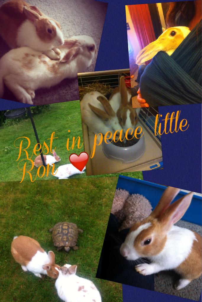 😞Tap😞
I lost my little Ron a few years ago today ❤️💔
Rest in peace my baby 💔