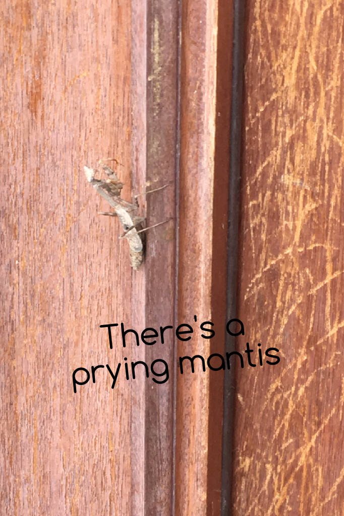 There's a prying mantis 