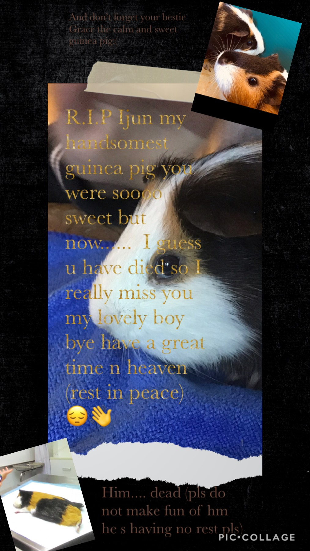 The people who reads this pls be mindful and keep a secret, and last but not least is they pls do not make fun of the guinea pig having rest.😔😥😣
