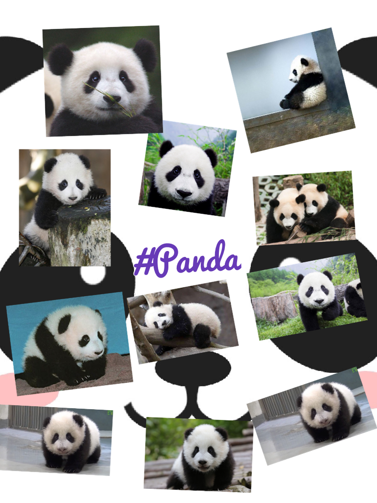 #Panda #Cuteness I love Pandas!